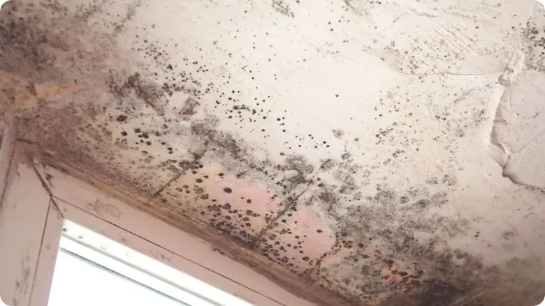black mold close up view