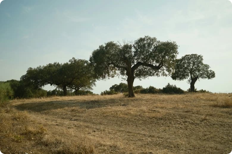 אזור אלנטז'ו בפורטוגל לגולים