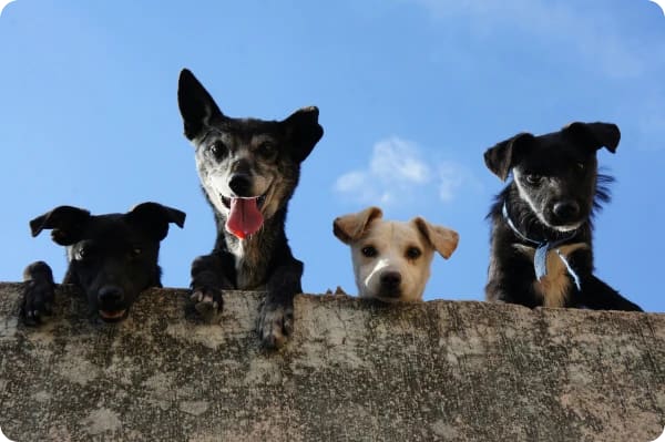 expatriado se mudando para Portugal com animais de estimação