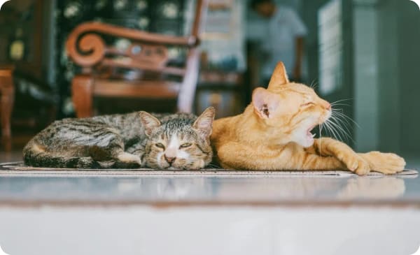 expats bringing pets to portugal