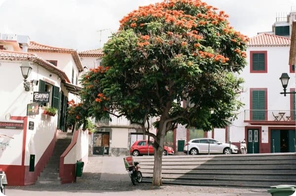 madeira expat living