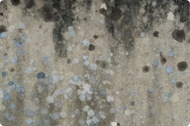mold housing problem Portugal