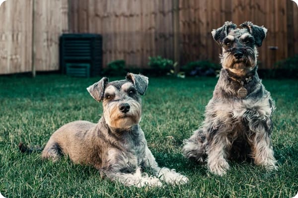 mudando para Portugal com animais de estimação