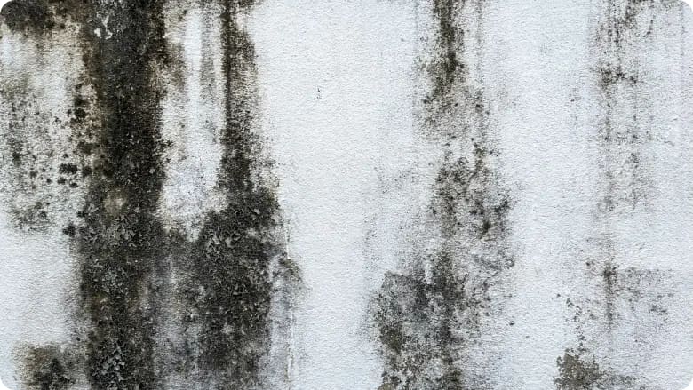 portugal home mold issue
