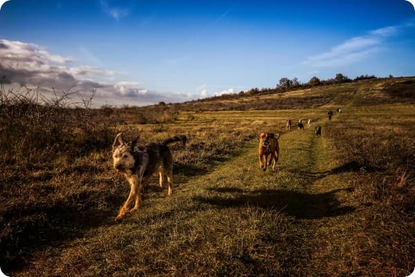 relocate-to-portugal-with-pets-expat