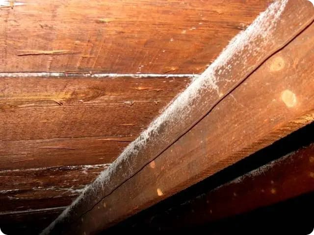 white powder mold growth